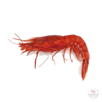 Top Quality Gambero Rosso...