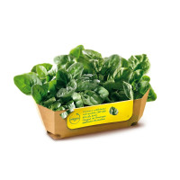 Spinaci in Foglia Orogel...