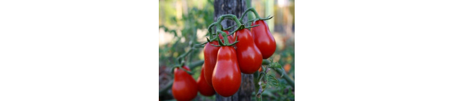 Tomaten specialitateiten